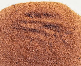 ridgei-