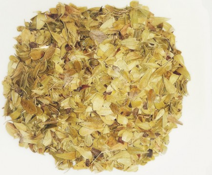 toloknyanka-obyknovennaya